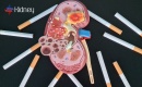 Fumare fa male ai reni? Una prospettiva scientifica
