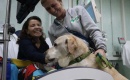 Iniziative volte al riordino della pet therapy